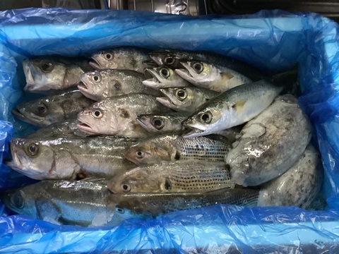 【新商品 レビュー溜まるまで30％OFF中】鮮魚セット ２ｋｇ入 魚介セット 小魚 未利用魚 低利用魚 定置網 刺身 刺し身焼き魚 煮魚 お魚詰め合わせ セッパ マイワシ　イシモチ  等まるごと