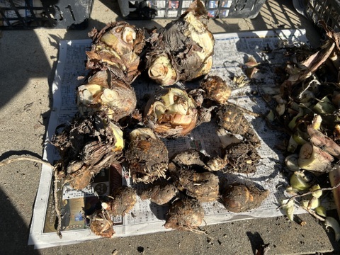 ホクホク！八つ頭(里芋の親芋、小芋)お正月のご馳走にも！(ご家庭用2Kg)