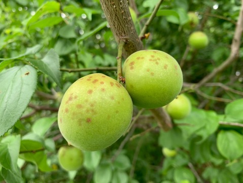 まじりっけなし！梅シロップ梅酒に最適！『色づき白加賀』10kg 自然栽培の梅。様々なレシピに。農薬不使用
