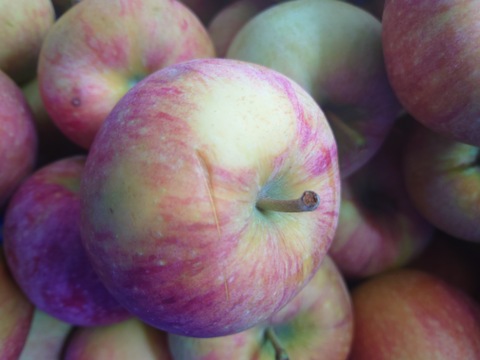 【訳ありにつきお買い得】シナノリップバラ詰め　ご家庭用約５キロ　真夏のジューシーリンゴ！