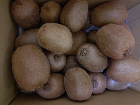 農薬・化学肥料・除草剤不使用　愛媛県産キウイフルーツ（ヘイワード）2kg(20個前後)（ご家庭用）