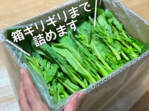(80)嫌ほど菜花食べたい人へ [信州産] サラダで食べれる！野沢菜の菜花を箱いっぱい！