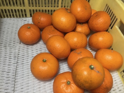 【数量限定】せとか｜果汁ぎっしり・ほんのり酸味の春果実 旬の終わりがくれる、もう一つのせとか物語