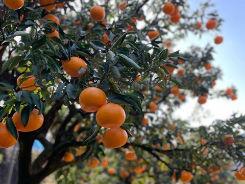 蔵出し極熟せとか 2kg×2箱(4kg)　～眠りから覚めた、とろける甘さ～