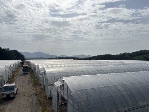 選ばれし若穫りパクチー！！　500g