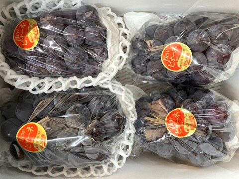 不揃い ニューピオーネ 3~4房 1.5kg