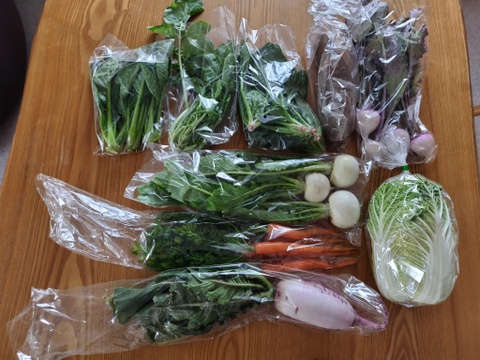 2026年も！畑から直送! 野菜ソムリエ農家　旬のカラフル野菜セット(約7,8品目)