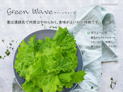新鮮！採れたて！農薬・化学肥料不使用！レタスの定期便 8個セット