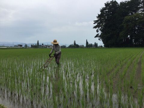 北アルプス山麓で育った自然栽培　天日干し「朝日」玄米3㎏