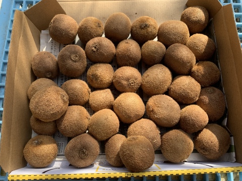 お得!ジャムにも!チビチビ極美味キウイフルーツ 超小粒 箱無し 1kg(30個以上)