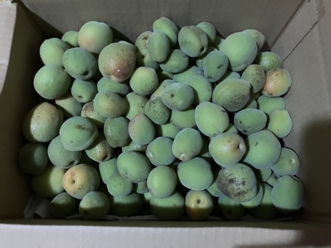 自然栽培♪ 生梅小さめ2kg