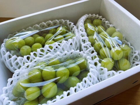 シャインマスカット 3房　(1房 600g程度)