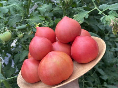 甘酸旨のバランス！ソプラノトマト　1kg