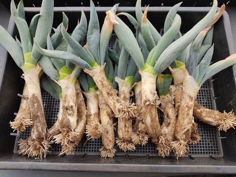 ✨農薬・化成肥料不使用の下仁田ネギ1.5kg（サイズ混合）✨