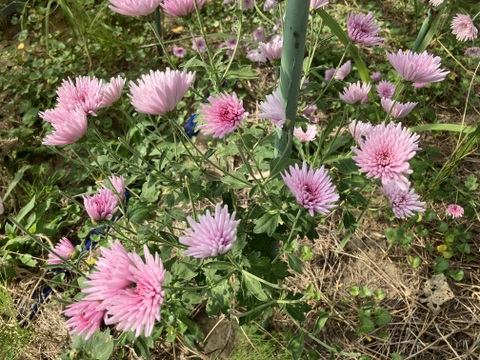 【2026年度予約】山形伝統野菜 食用菊紫色150g（モッテ菊）