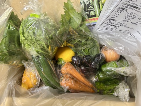 【10日分の野菜！】旬の野菜セット10～12品【農薬・化学肥料不使用】