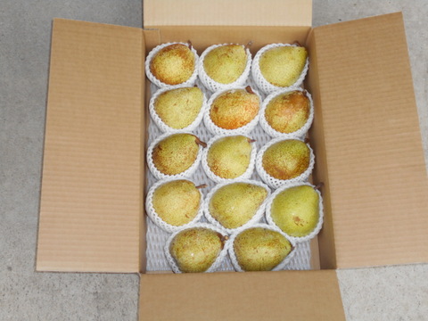 ラ・フランスとちょっと違う　　西洋梨　希少品種（エル・ドラド）大玉5㌔（12玉～１4玉）