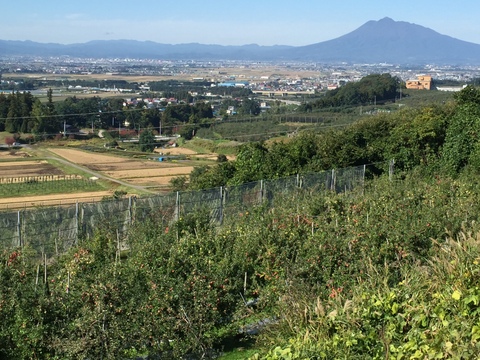 夏りんごの詰合せセット！！9個～12個　箱含め約3㎏