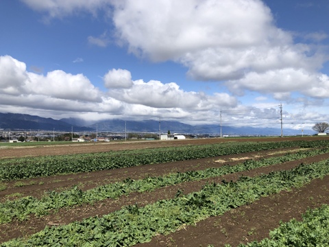 (60)家計応援！[信州産]冬越し露地ちぢみほうれん草