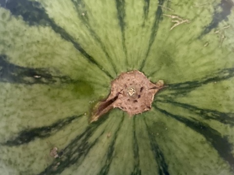 8/16収穫分【訳あり】糖度13-17以上【金色羅皇】『大里果樹園のスイカ』4L-5L