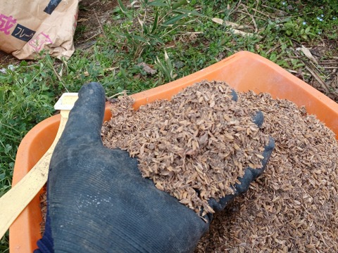 【予約受付中】《リピート多数！》Mサイズ２KG こばさんちの安納芋 自然農業での栽培