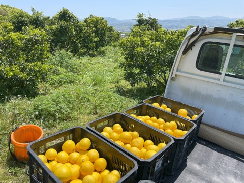 【自然栽培】日向夏1.6kg箱詰 -農薬不使用・無肥料・無除草剤-