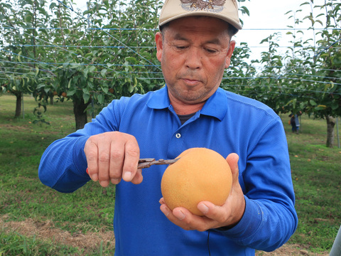 【農薬節減】もぎたて!! 梨 豊水 3kg(6〜8玉) ギフトにも!! 贈答【発送9月中下旬〜】