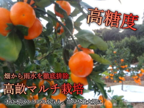 【みんなで食べ比べ】甘～い３種のみかんが同時に楽しめる！家族でワイワイ楽しい食べ比べ！定番の完熟みかんから希少品種も入った「こだわりのおみかん玉手箱」ご家庭用お試し品５kｇ入【商品番号1001-5k】