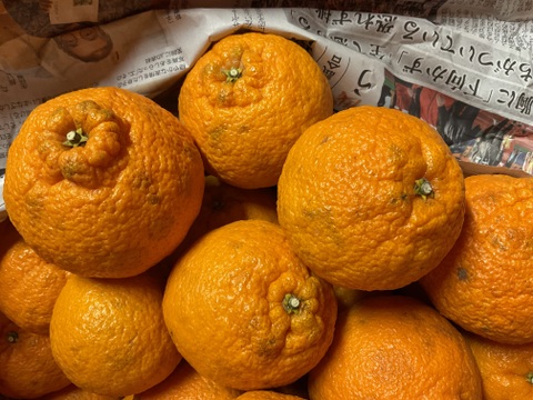 愛媛の不知火☆ご家庭用☆2.5kg