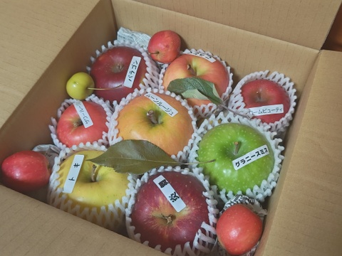 りんご いろいろBOX （2㎏）