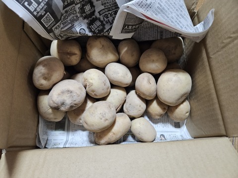 ジャガイモ（でじま）（4kg以上）