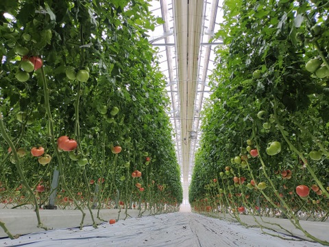 大玉トマト　かれん　約２００g×２０個