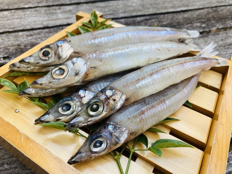 旨みが凝縮されたメギスの丸干し1セット