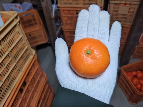 蔵出し貯蔵晩生みかん(Mサイズ箱込み約3kg)