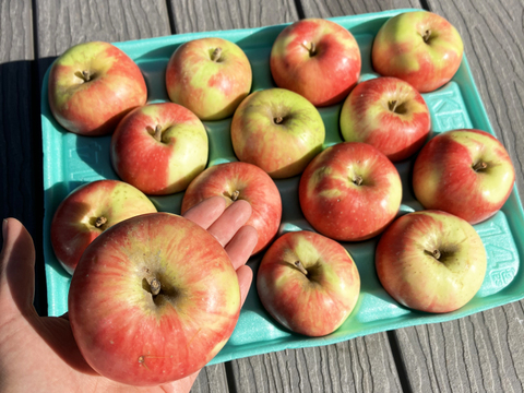 今がﾁｬﾝｽ🍎ﾌｧｲﾔｰｾｰﾙ開始📣酸味系りんご🍎彩香3kg お得な訳ありご家庭用【節減対象農薬・化学肥料不使用】希少品種🍎