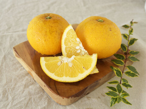 【ご予約受付中】【2月上旬以降|順次発送予定】甘夏【家庭用(訳あり)】10kg 313-4