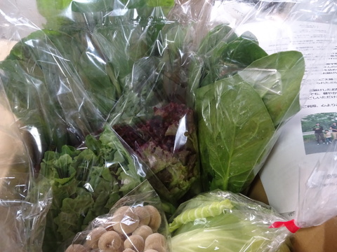 しめじ入り！旬のお野菜セット　6-8品目＜ギフトにもおすすめです＞熨斗対応可