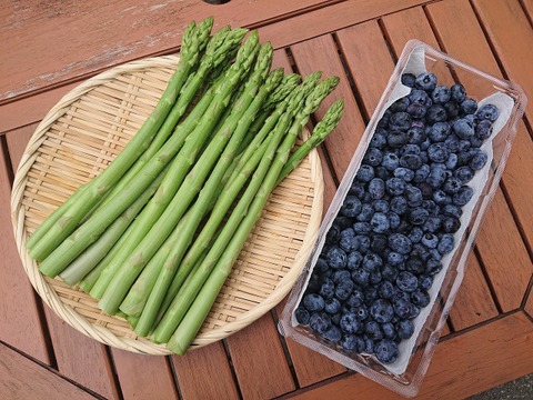 信州白馬から夏の爽やかセット！　アスパラガス500ｇ+ブルーベリー500ｇ