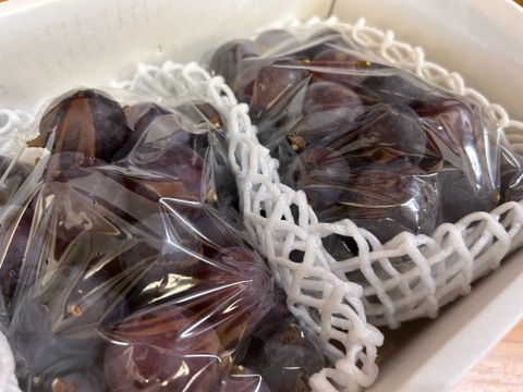 🍇訳あり・粒ピオーネ🍇  約1.5kg【岡山県産】種なしぶどう【ニューピオーネ】