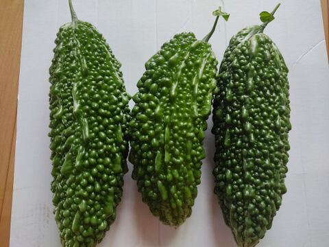 ✨新鮮採れたてゴーヤ2kg  クール便✨