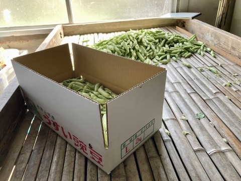 【春！今が旬！】ほくほく食感とやさしい甘味のうすいえんどう（1.0kg/ＬMサイズ混み）
