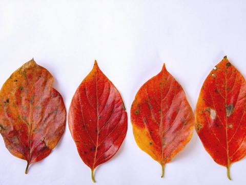 【秋の風情】自然のまま採取！色鮮やかな「紅葉した柿の葉」30枚（10枚×3）
