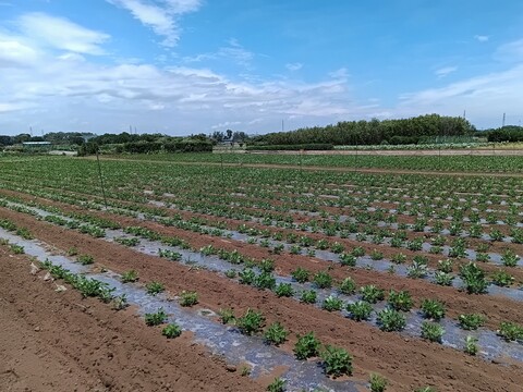 【所沢ブランド特産品認定】所沢ピーナッツクリーミー　110ｇ×2個