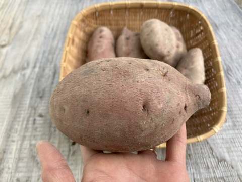 自然栽培〈金時芋（高系14号）〉大分県産さつまいも 5kg