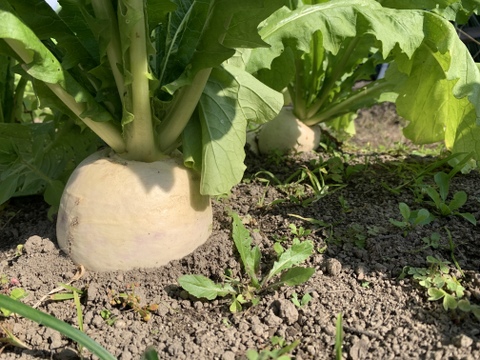 自然のめぐみからできたお野菜セット（訳あり）【3～6種類、5～7㎏程度】