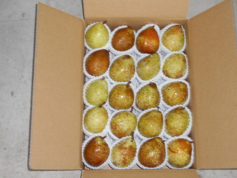 ラ・フランスより少し早い高級西洋梨（ゼネラル・レクラーク）5㌔　食べきりサイズ