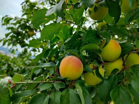 暑い夏を乗り切ろう！クエン酸たっぷり 梅シロップ  4倍希釈時25%うめ果汁入り飲料 （550ml×1本）