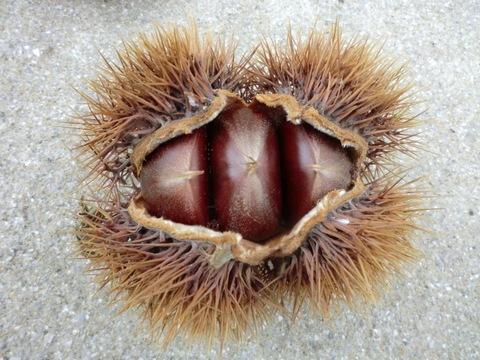 【３品種 食べ比べ 銀寄と筑波と利平 】 甘みを上げた氷温貯蔵 自然栽培栗