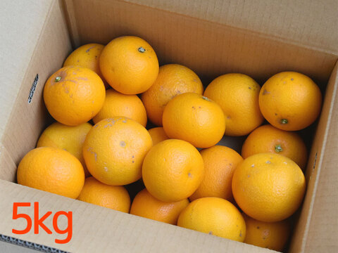 【ご注文受付中】八朔(はっさく)【家庭用(訳あり)】[2.5kg]　312-2h