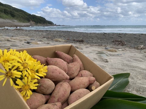 甘味あふれるオーガニック安納芋・中小サイズ(火が通りやすい)4kg・種子島産